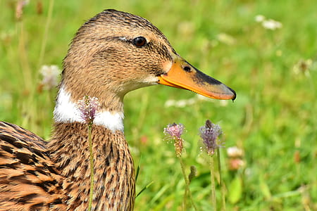 mallard duck on grassland thumbnail