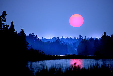 silhouette photography of trees and plants thumbnail