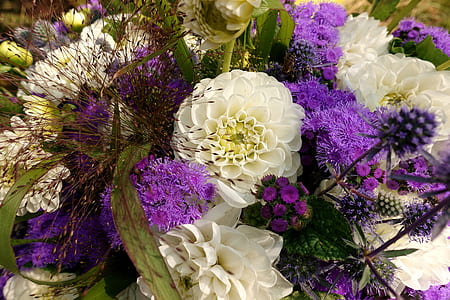 purple and white petaled flowers thumbnail