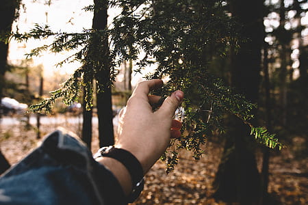 person holding green fern plant thumbnail