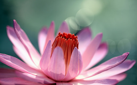 selective focus photo of pink water lily in bloom thumbnail