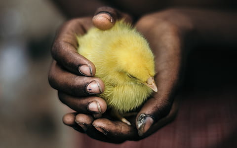 person holding chick thumbnail