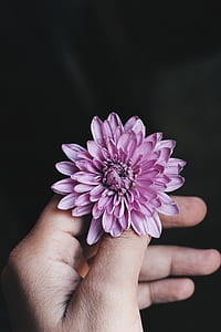 person holding pink chrysanthemum in bloom thumbnail
