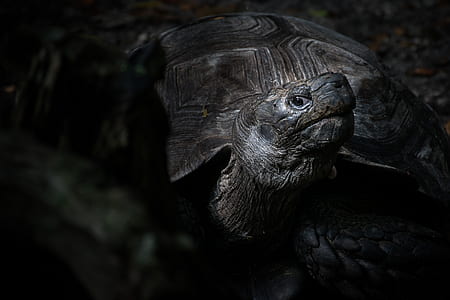 closeup photo of black and brown turtle thumbnail