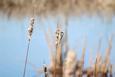 selective focus photography of bird on twig thumbnail