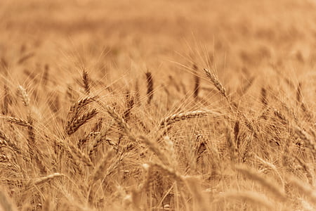 wheat field thumbnail