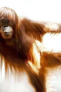 photo of a brown orangutan thumbnail