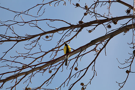 Yellow-Bellied Siskin, Bird thumbnail