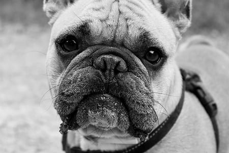 grayscale photo of pug thumbnail