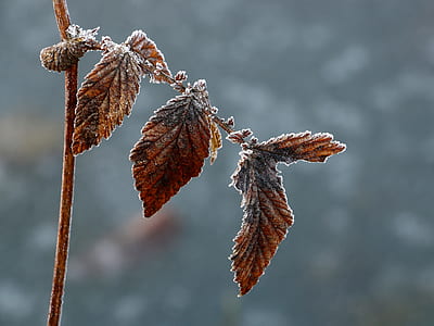 selective focus of withered leaves thumbnail