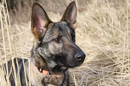 German shepherd lying on field thumbnail
