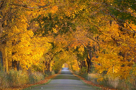 pathway between yellow leaf trees thumbnail