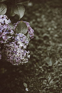 purple flowers thumbnail