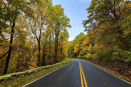 black and yellow road surrounded by trees during daytime thumbnail