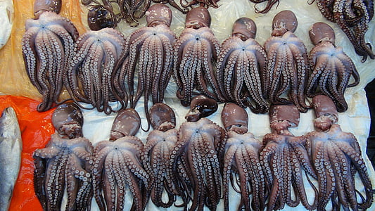brown squid lot thumbnail