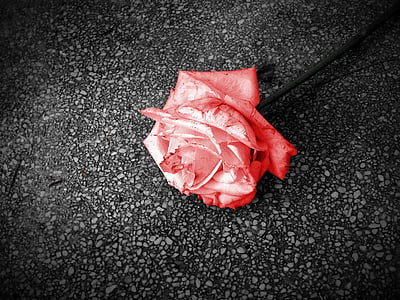 red flower thumbnail