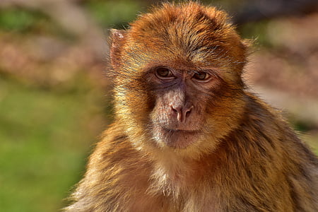 brown monkey close up photography thumbnail