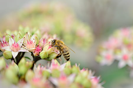 honeybee perched on green and pink petaled flower selective photography thumbnail