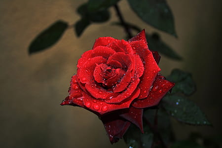 selective focus photography of red rose flower with water dew thumbnail