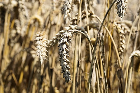 shallow focus photography of wheat thumbnail