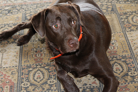 Dog, Chocolate Labrador Retriever thumbnail
