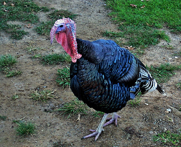 turkey on ground thumbnail
