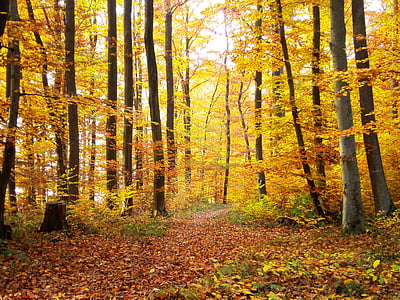 trees in forest thumbnail