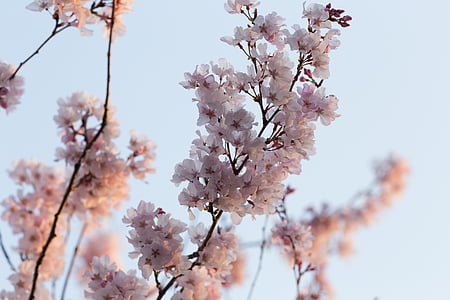 white petaled cherry blossom thumbnail