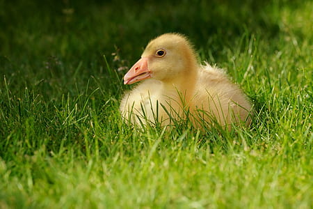 bird, animal, cute, grass thumbnail