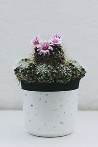 cactus plant on white pot place on top of white surface thumbnail
