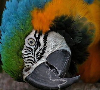 photo of blue, green, and yellow bird thumbnail