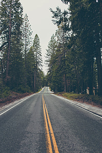 open 2-lane road between tall trees during daytime thumbnail