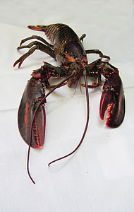 red and black lobster thumbnail