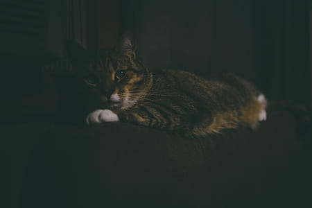 Tabby Cat thumbnail