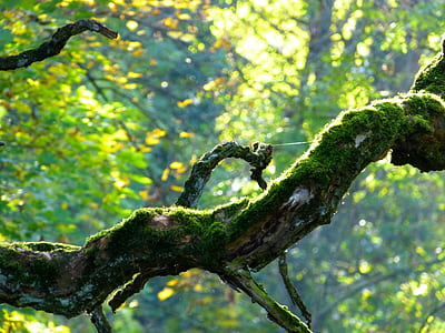 tree during daytime thumbnail