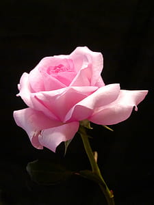 Pink rose against black background. thumbnail