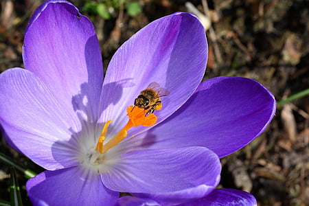 bumble bee perching on purple flower in close-up photography during daytime thumbnail