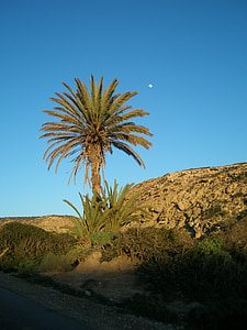 palm tree under blue sky thumbnail