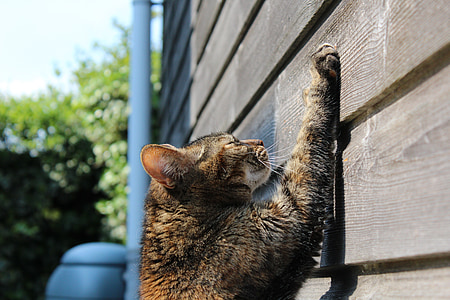 brown tabby cat on wall thumbnail