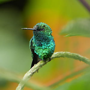 emerald hummingbird on green leaves thumbnail