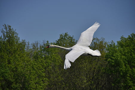 white swan flying near green trees at daytime thumbnail