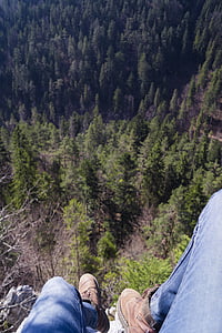 pine trees thumbnail
