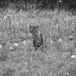 grayscale photo of cat on grasses thumbnail
