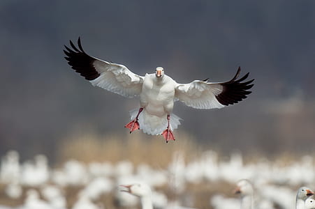 white and black flying eagle thumbnail