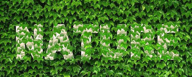 white nature signage on plant thumbnail