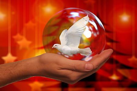 white dove in glass ball on hand thumbnail