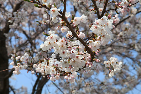 Spring Flowers, Cherry Blossom thumbnail