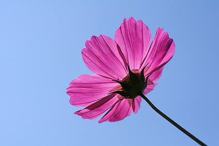 pink flower photo thumbnail