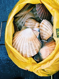 Seashells In A Bag thumbnail