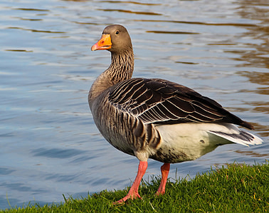 gray duck on grass near body of water thumbnail